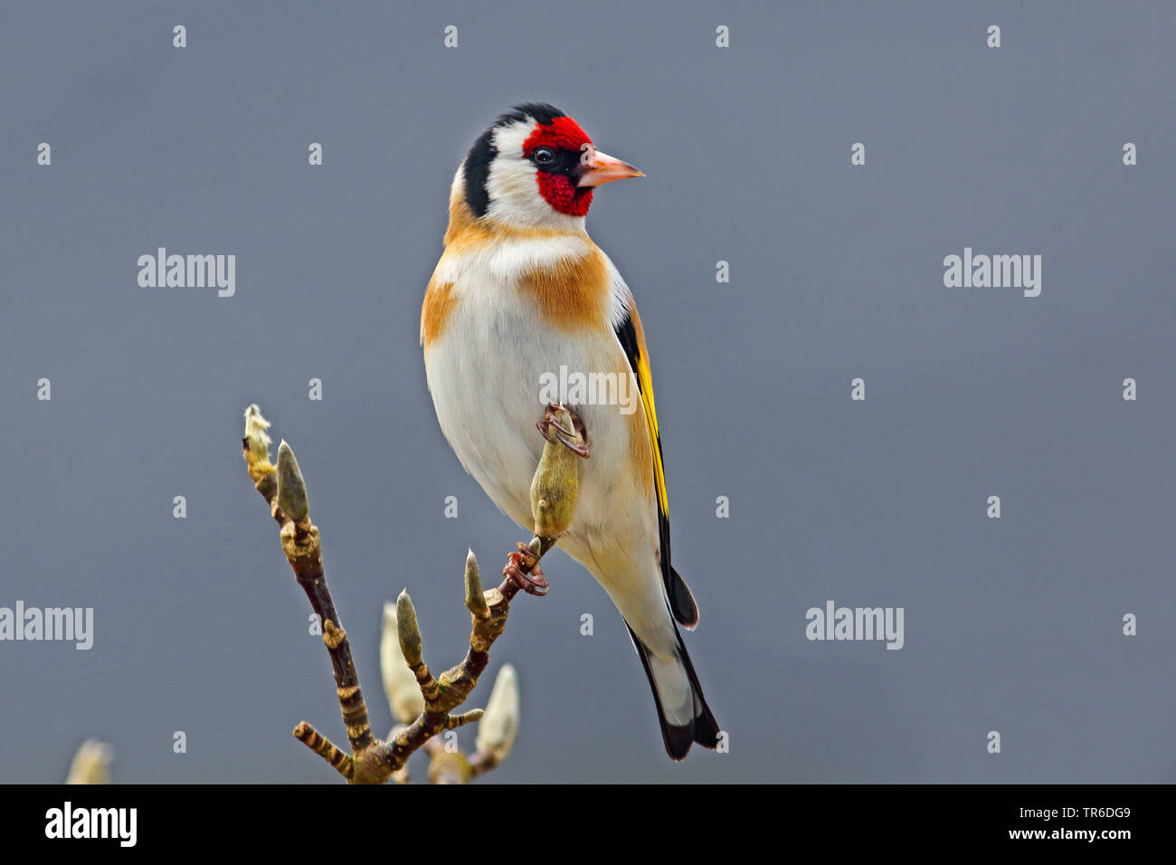 Eurasian cardellino (Carduelis carduelis), seduto su un ramo con le gemme, Germania Foto Stock