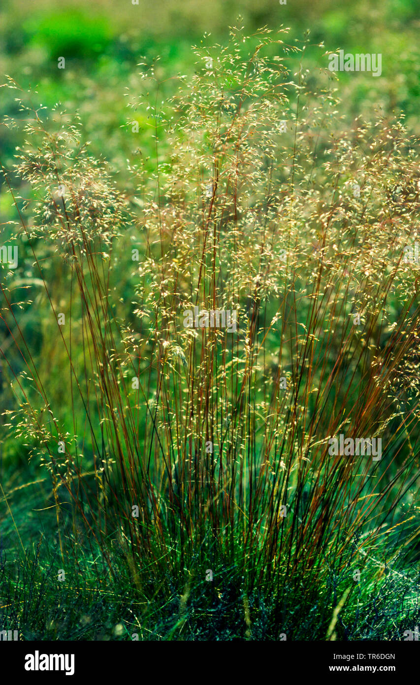 Capelli ondulati-erba, zigrinato (hairgrass Deschampsia flexuosa, Avenella flexuosa), fioritura, Germania Foto Stock