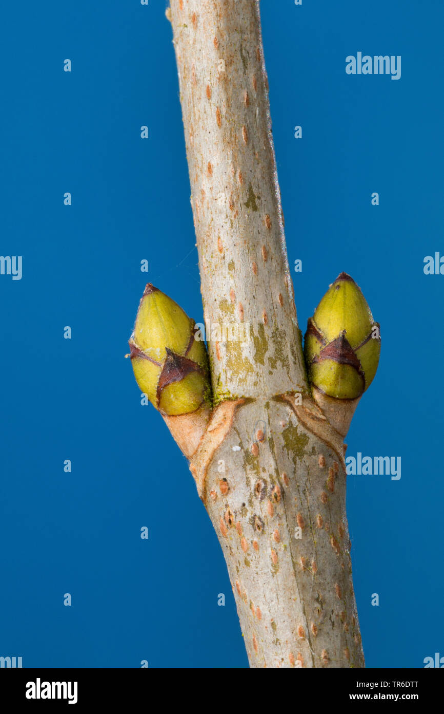 Acero di monte, grande Acero (Acer pseudoplatanus), gemme, Germania Foto Stock