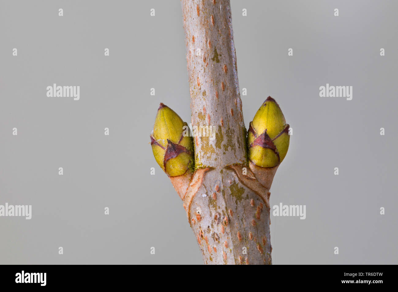 Acero di monte, grande Acero (Acer pseudoplatanus), gemme, Germania Foto Stock
