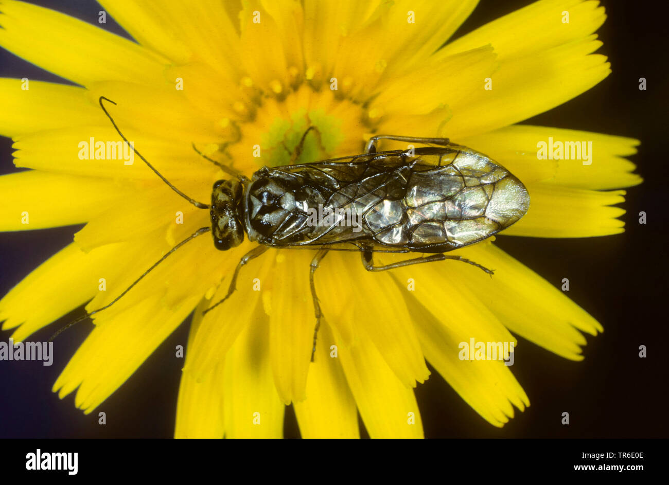 Web-spinning sawfly di abete rosso, abete webspinner (Cephalcia abietis, Lyda hypotrophica, Cephaleia abietis), seduto su un fiore di giallo, vista da sopra, Germania Foto Stock