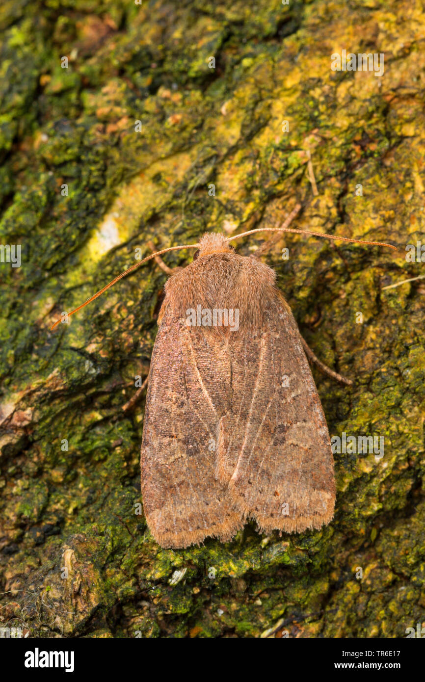 Castagno (Conistra vaccinii), imago alla corteccia, vista da sopra, Germania Foto Stock