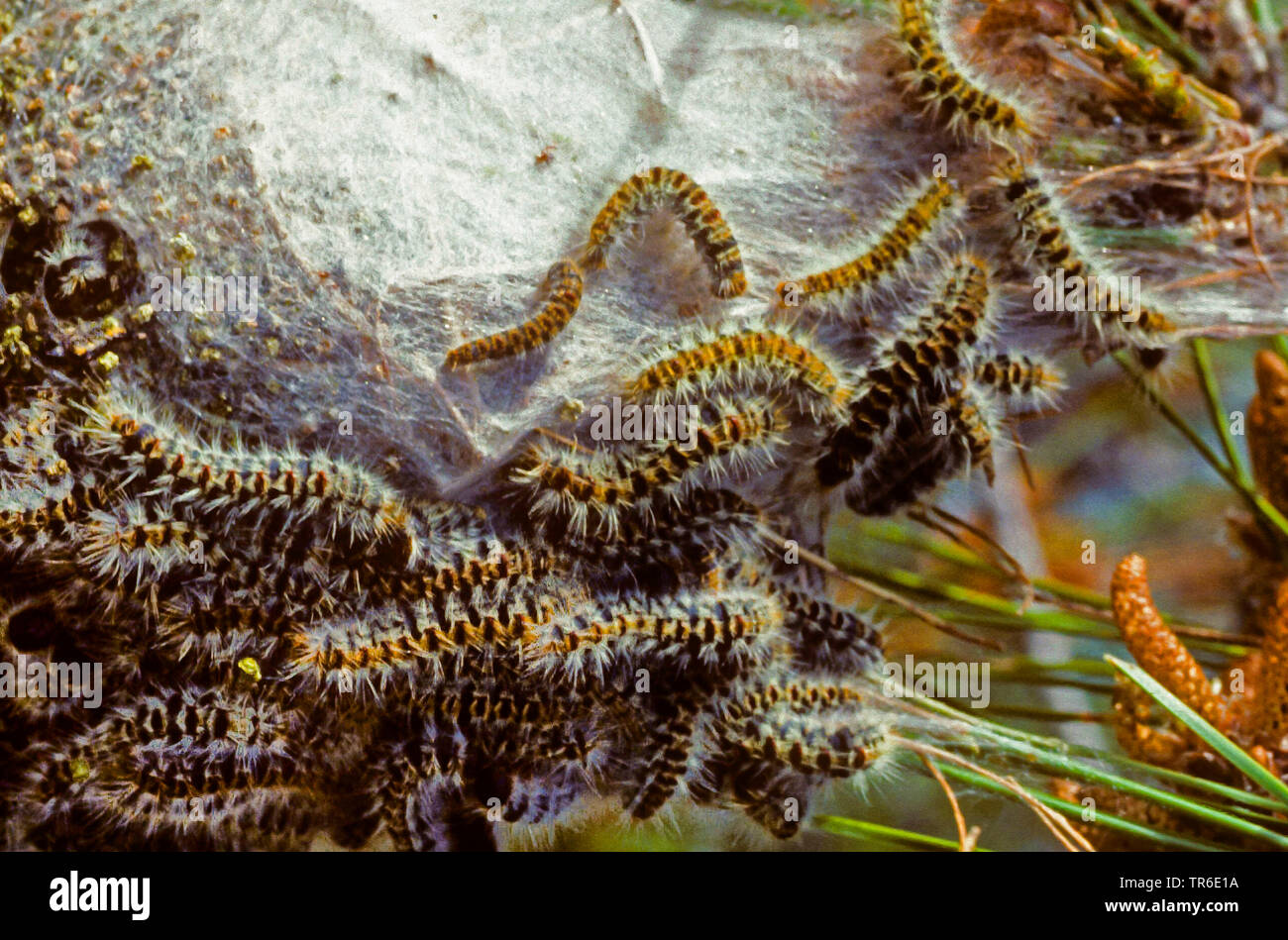 Pine processionary moth (Thaumetopoea pinivora, Traumatocampa pinivora), bruchi nel web, Germania Foto Stock