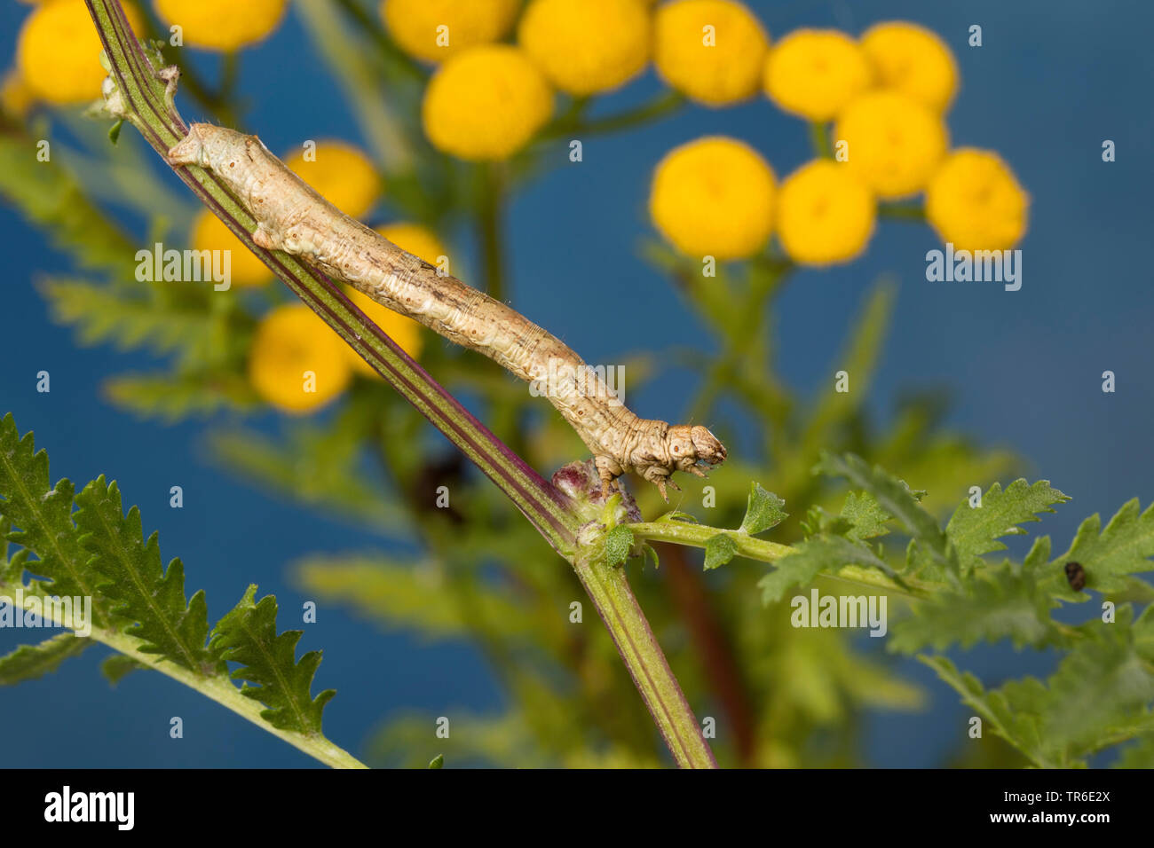 Il larice looper, rimondatore di mirtillo, Fir looper, prugna looper (Ectropis crepuscularia, Ectropis bistortata, Boarmia bistortata), Caterpillar su tansy, Germania Foto Stock