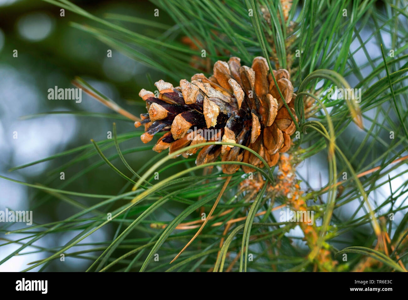 Europeo di pino nero, pino austriaco, pini neri, Corsican pine (Pinus nigra), il cono su un ramo, Germania Foto Stock