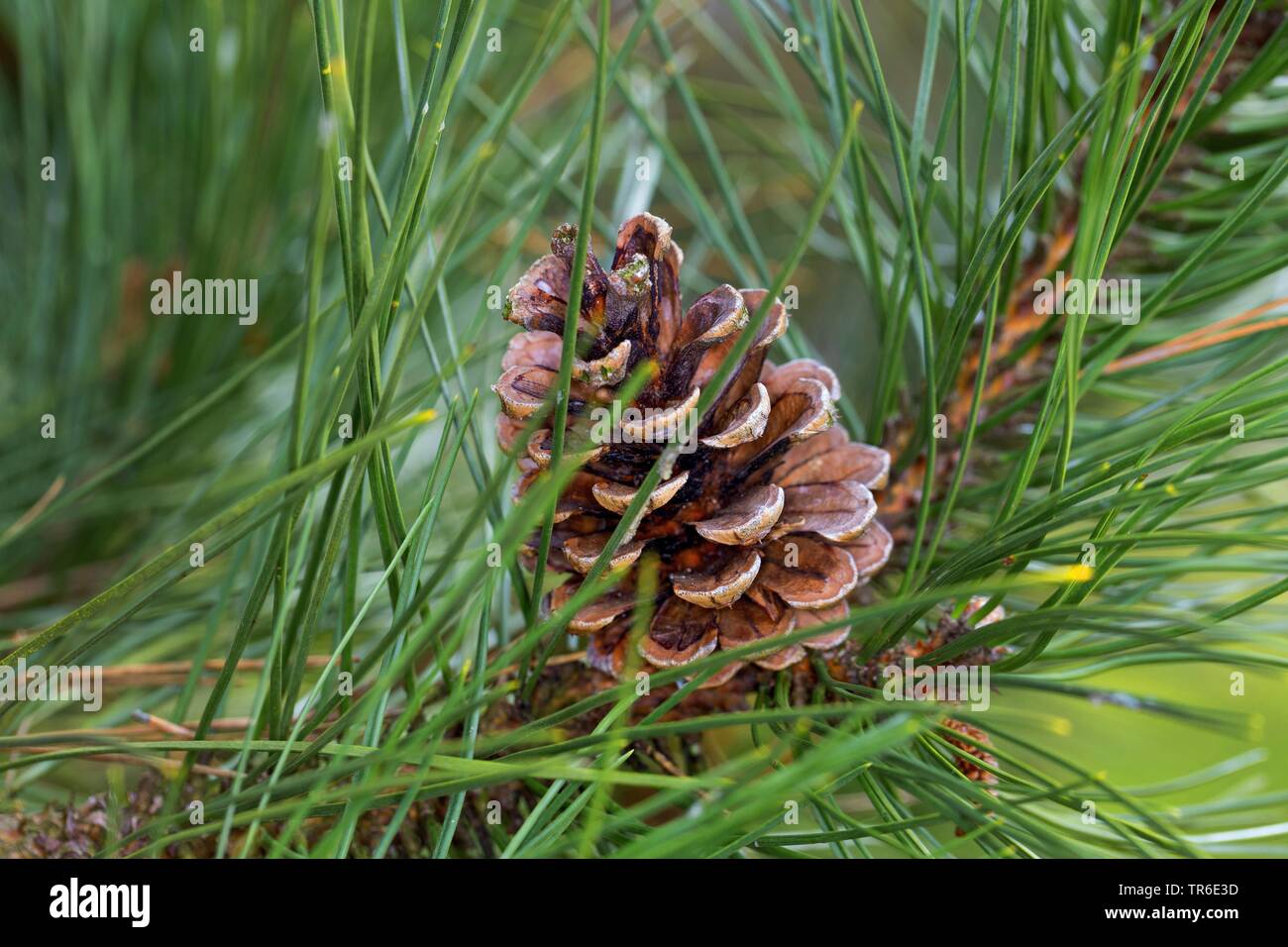 Europeo di pino nero, pino austriaco, pini neri, Corsican pine (Pinus nigra), il cono su un ramo, Germania Foto Stock