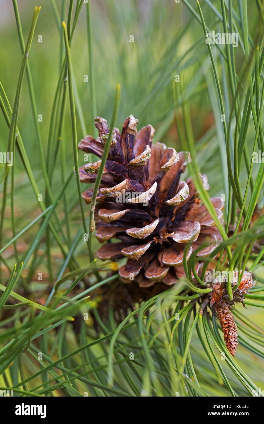 Europeo di pino nero, pino austriaco, pini neri, Corsican pine (Pinus nigra), il cono su un ramo, Germania Foto Stock