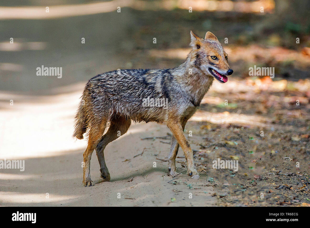 Golden jackal (Canis aureus), camminando su un percorso, vista laterale, India, Bandhavgarh National Park Foto Stock