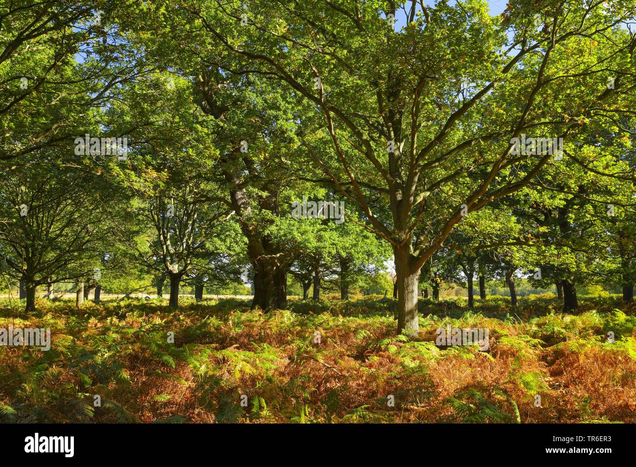 Autunnale di foresta di querce con eagle fern in Richmond Park, Regno Unito Inghilterra Londra Foto Stock