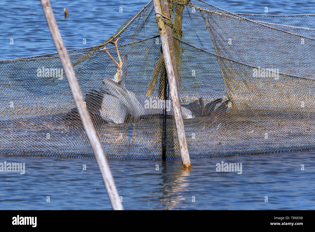 Airone cinerino (Ardea cinerea), pesca in una rete da pesca, Germania, Meclemburgo-Pomerania Occidentale Foto Stock