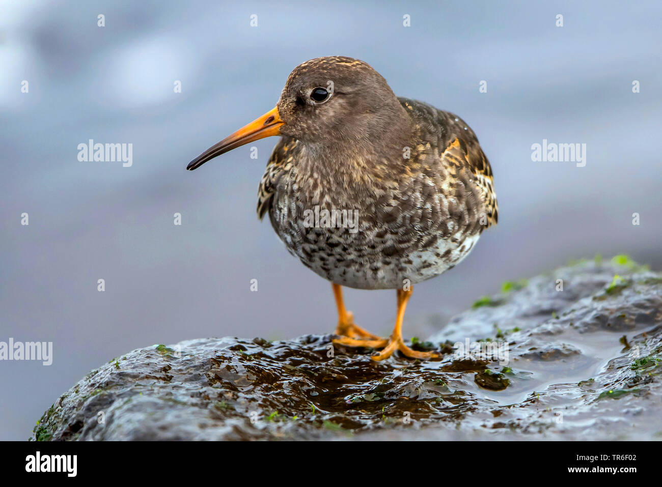 Purple sandpiper (Calidris maritima), seduta su una roccia sul Mar Baltico, Germania, Meclemburgo-Pomerania Occidentale Foto Stock