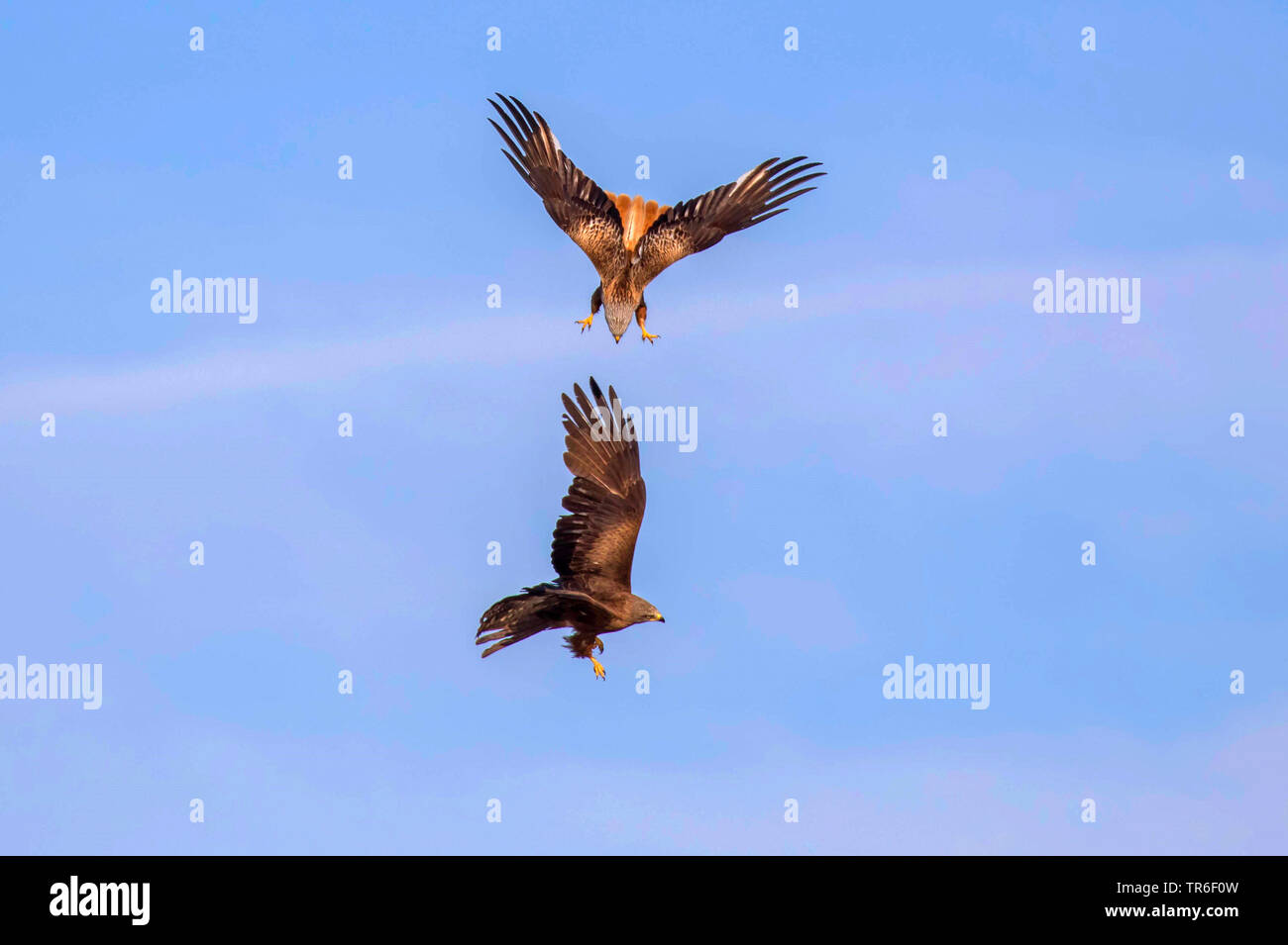 Nibbio, giallo-fatturati kite (Milvus migrans), aquilone rosso nero di attaccare il kite in volo, Germania, Meclemburgo-Pomerania Occidentale Foto Stock