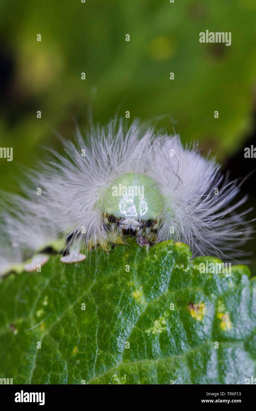 Pale tussock, rosso-coda di Tarma (Dasychira pudibunda, Olene pudibunda, Calliteara pudibunda, Elkneria pudibunda), Caterpillar, ritratto, Germania, Meclemburgo-Pomerania Occidentale Foto Stock