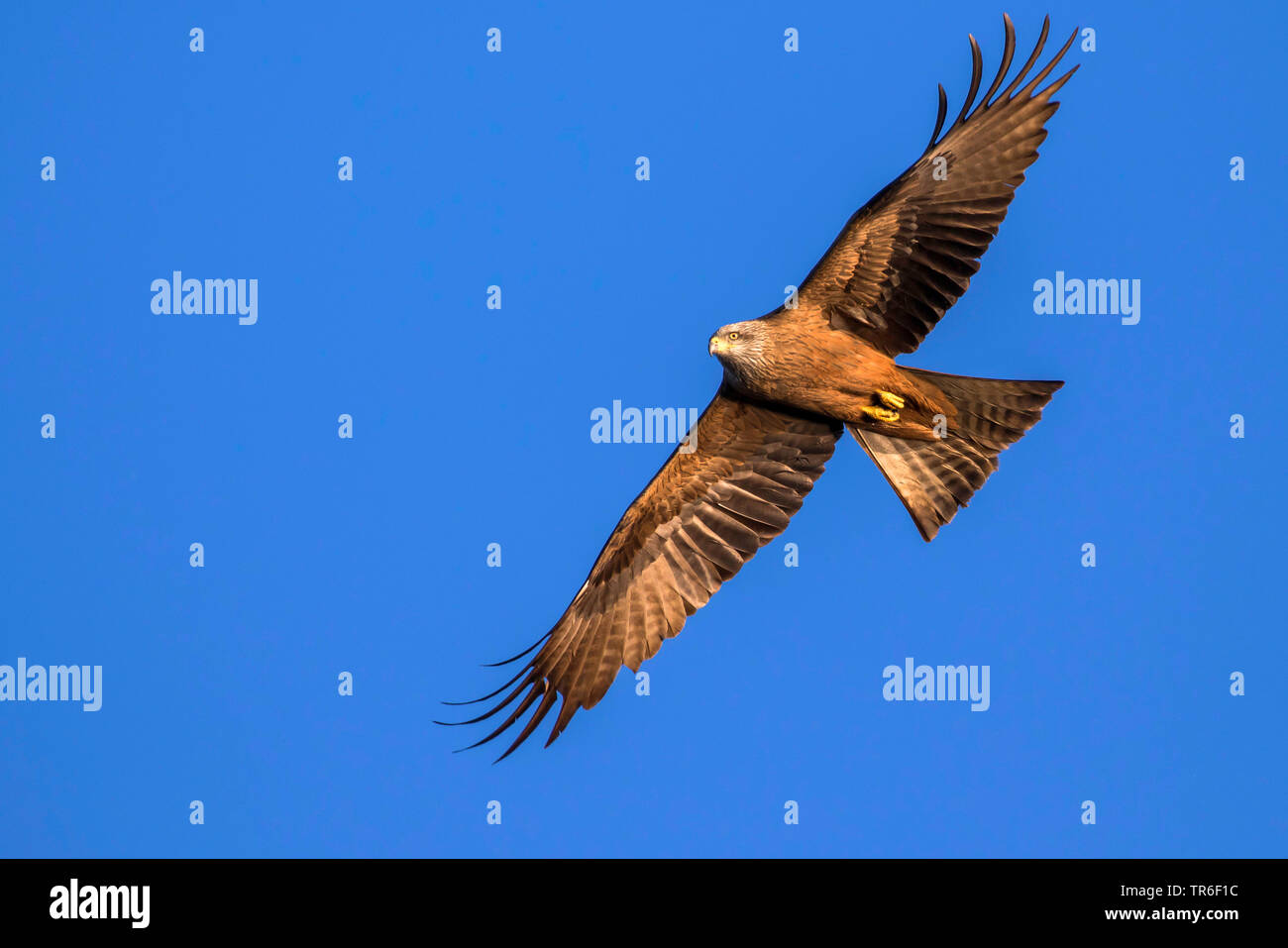 Nibbio, giallo-fatturati kite (Milvus migrans), in volo, vista dal basso, Germania Foto Stock