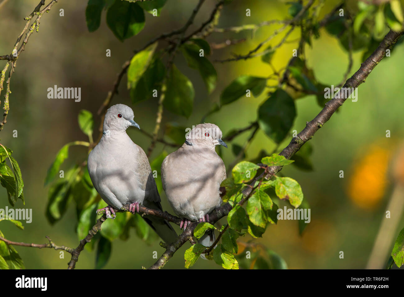 Colomba a collare (Streptopelia decaocto), coppia seduti fianco a fianco su un ramo, Germania, Meclemburgo-Pomerania Occidentale Foto Stock