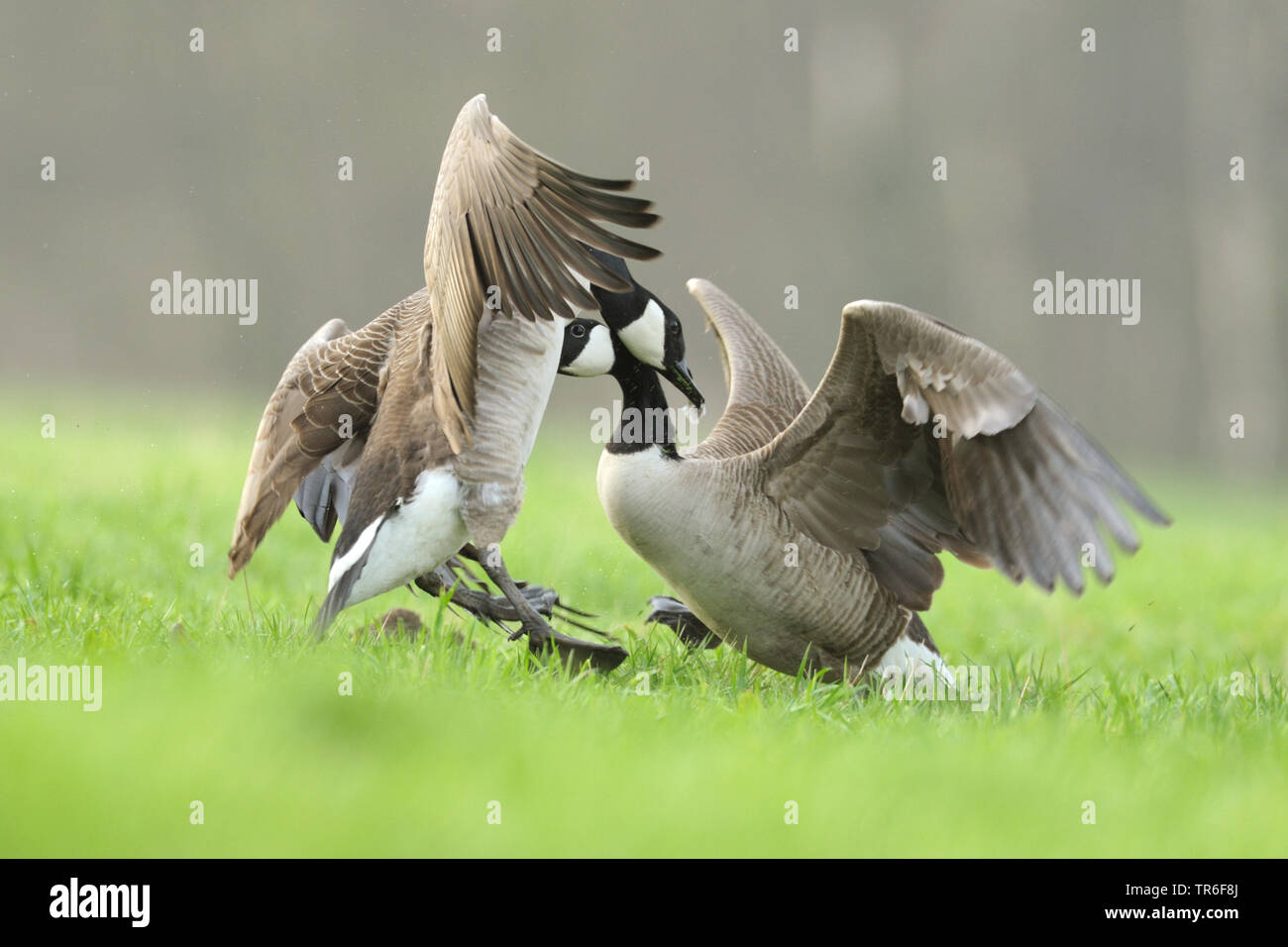 Canada goose (Branta canadensis), due scontri Oche del Canada in un prato,  Germania Foto stock - Alamy