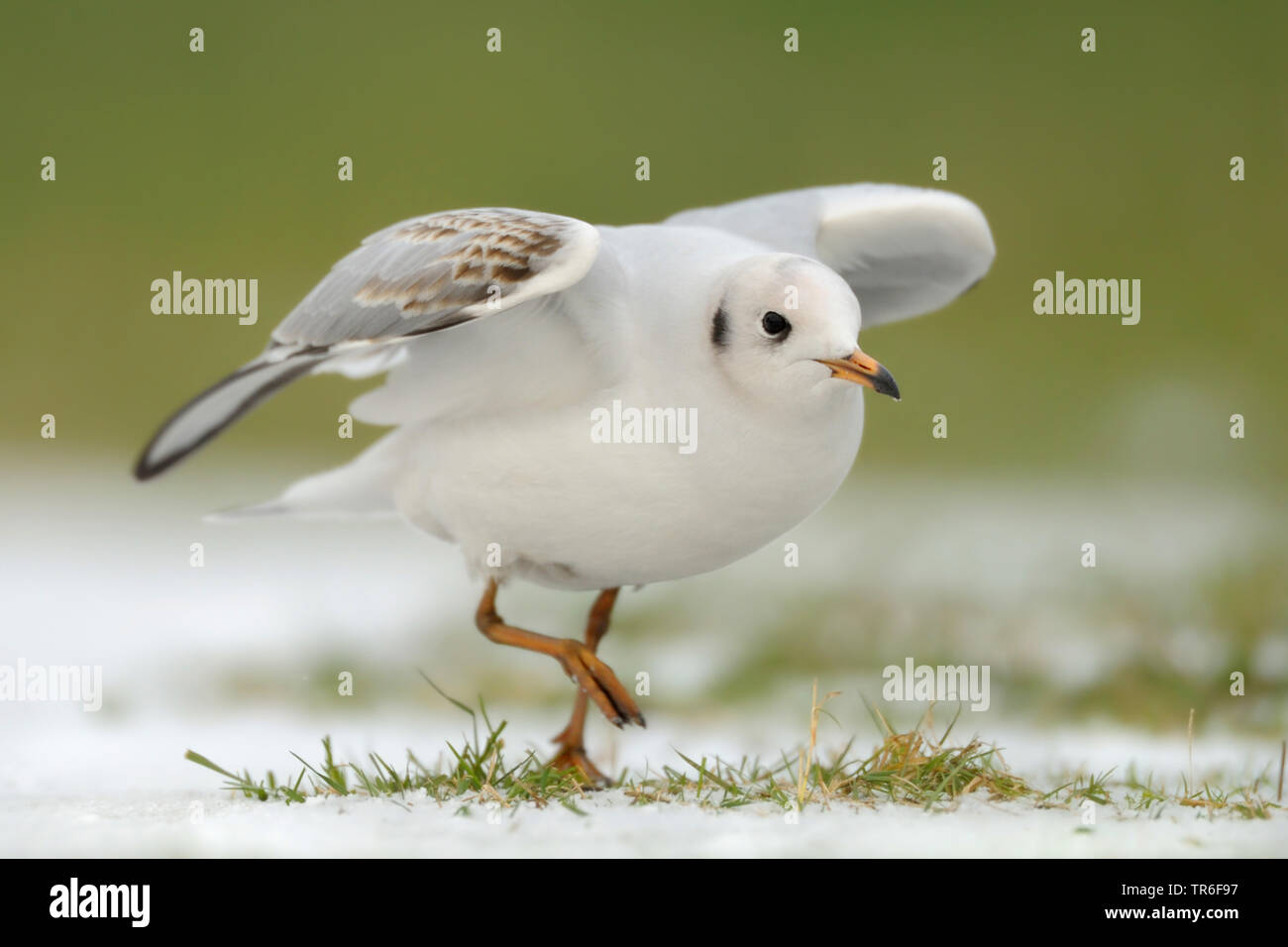 A testa nera (gabbiano Larus ridibundus, Chroicocephalus ridibundus), capretti a testa nera gull camminando sul coperti di neve, vista laterale, Germania Foto Stock