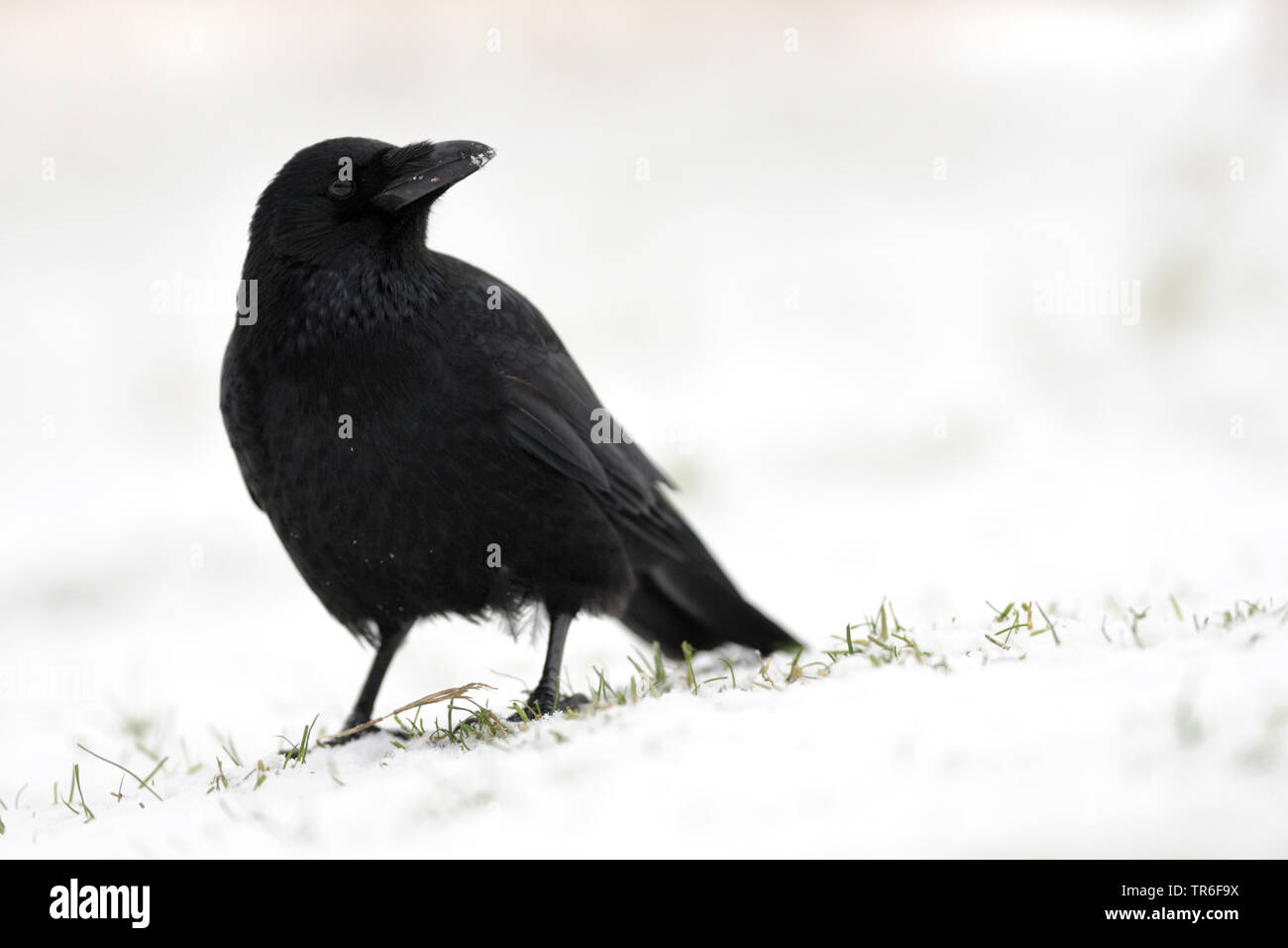 Carrion crow (Corvus corone, Corvus corone corone), su una coperta di neve prato, Germania Foto Stock