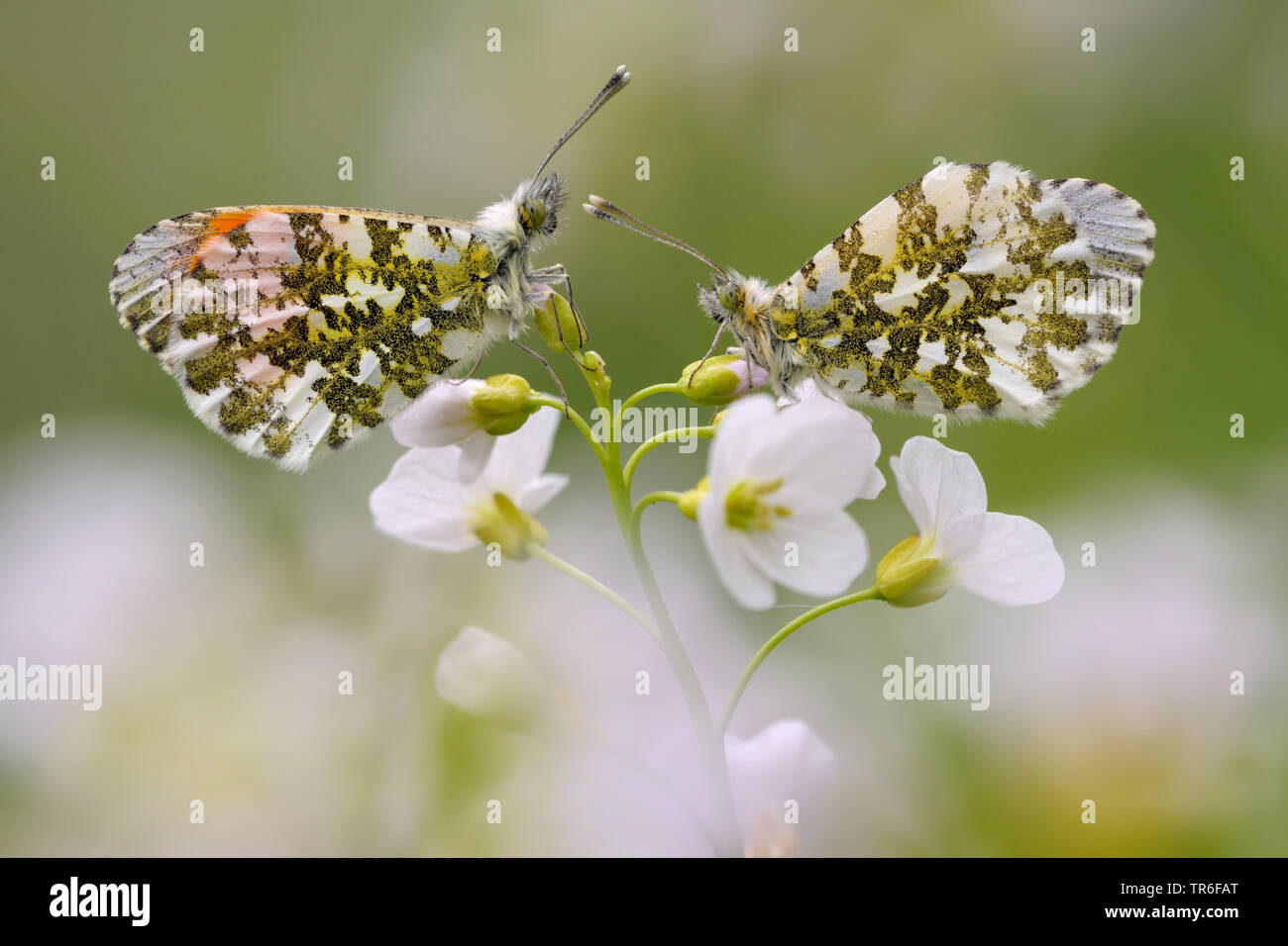 Arancio-punta (Anthocharis cardamines), seduti su bittercree, Germania Foto Stock