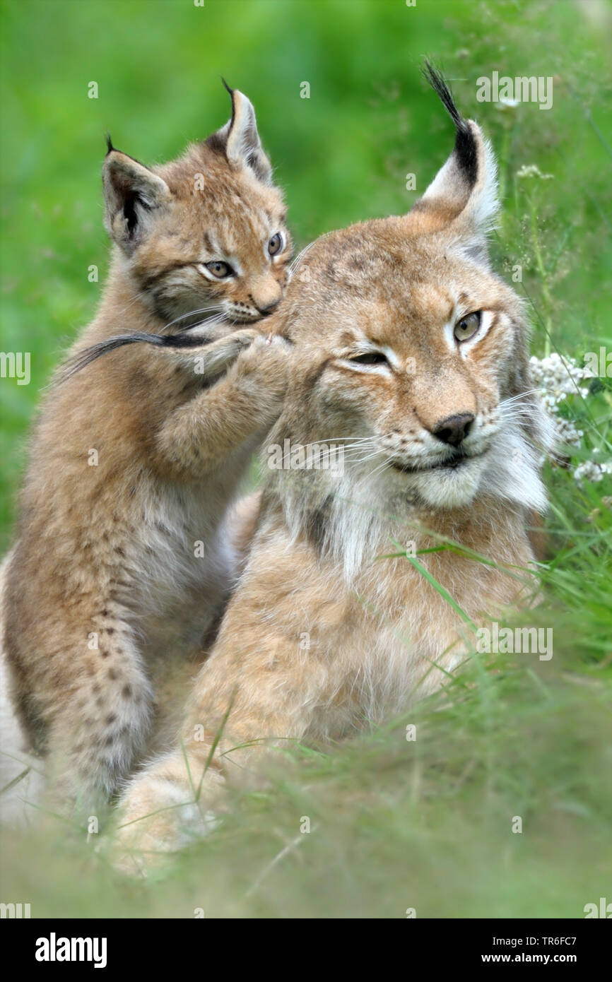 Nord (Lynx Lynx Lynx lynx), giovane animale roditura madri a orecchio, Germania Foto Stock