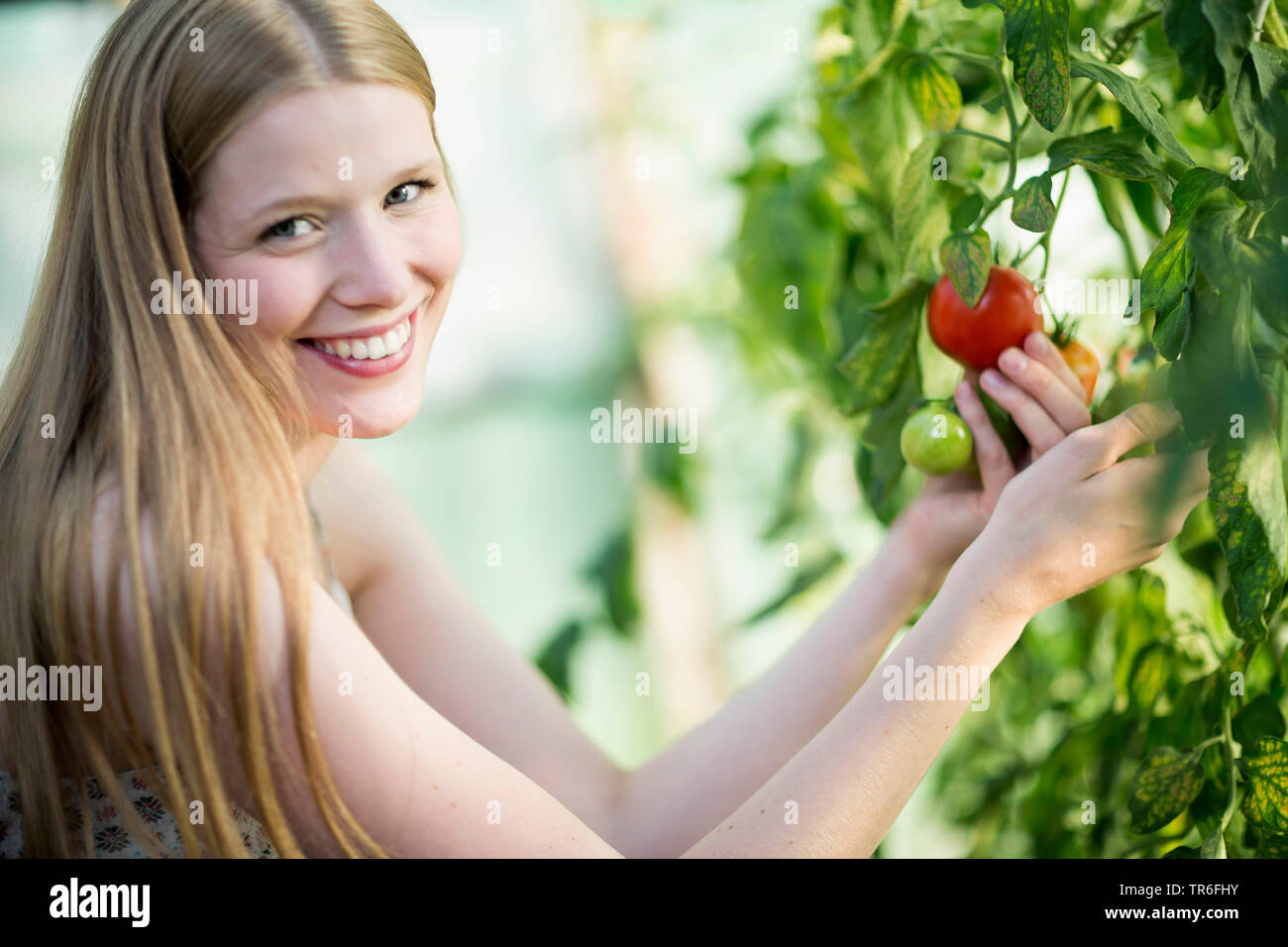 Giardino (pomodoro Solanum lycopersicum, Lycopersicon esculentum), giovane donna di essere felici per un pomodoro maturo ad una pianta di pomodoro, Germania Foto Stock