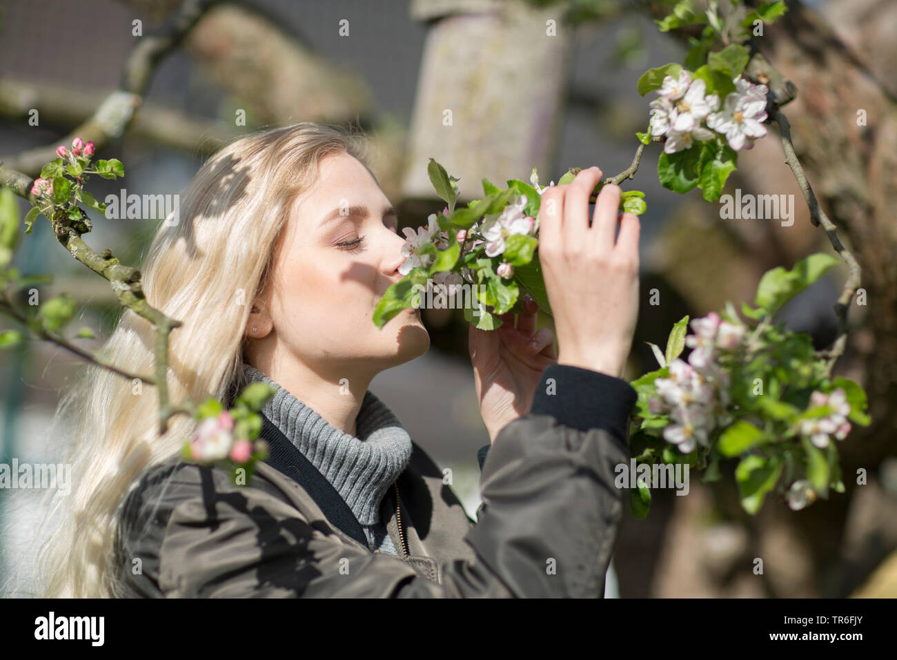 Giovane donna bionda sniffing apple blossoms, Germania Foto Stock