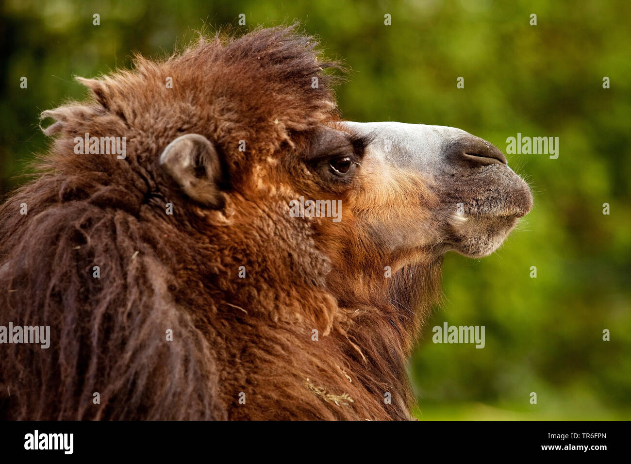 Bactrian camel, due-humped camel (Camelus bactrianus), ritratto, Germania Foto Stock