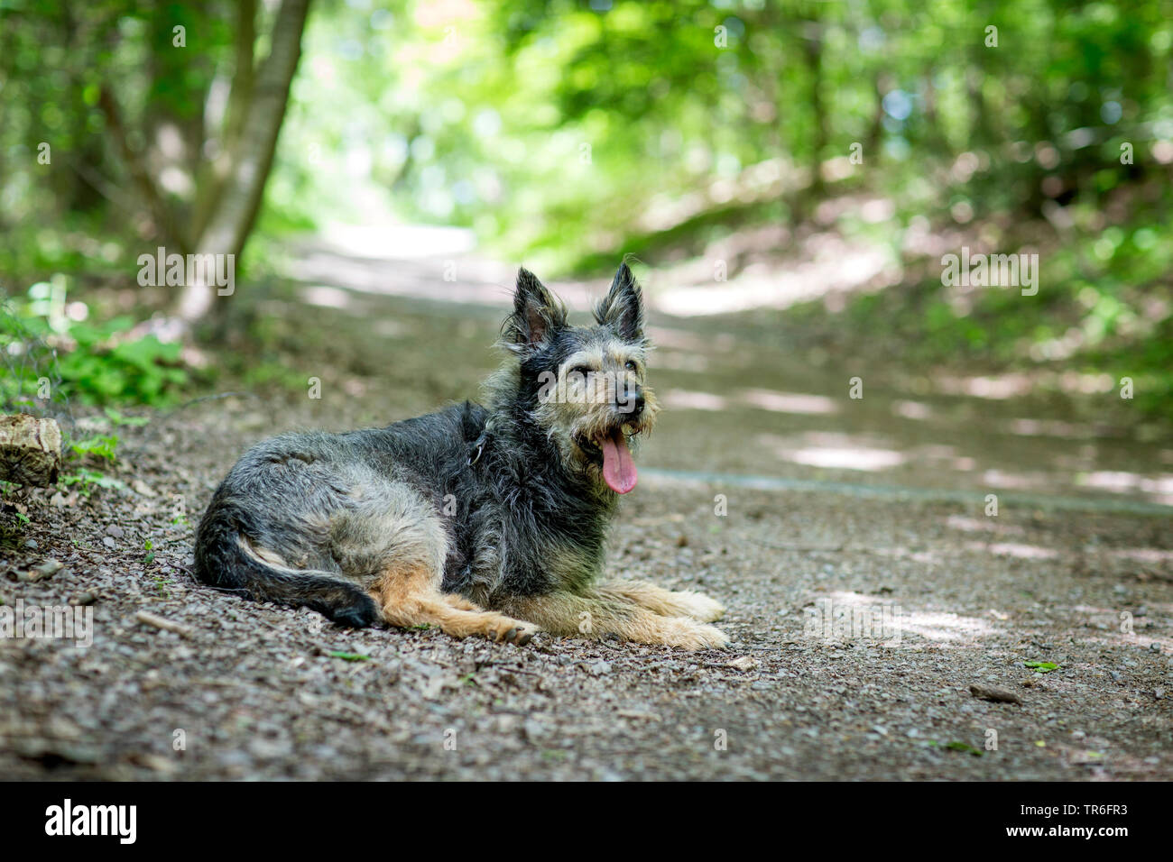 Berger de Picardie, Berger Picard (Canis lupus f. familiaris), giacente con linguetta appendere fuori sulla strada forestale, Germania Foto Stock