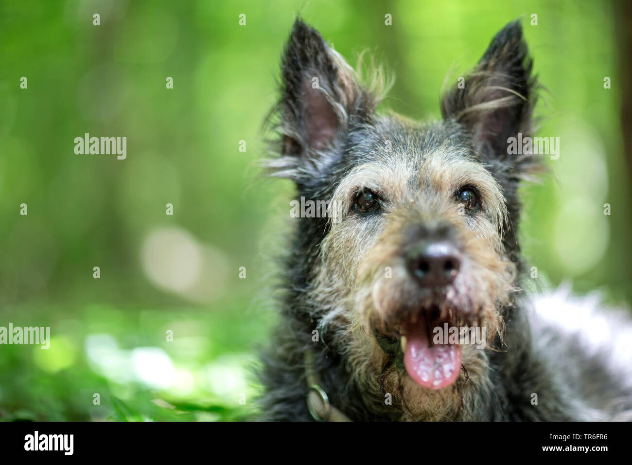 Berger de Picardie, Berger Picard (Canis lupus f. familiaris), giacente con linguetta appendere fuori sul suolo della foresta, Germania Foto Stock