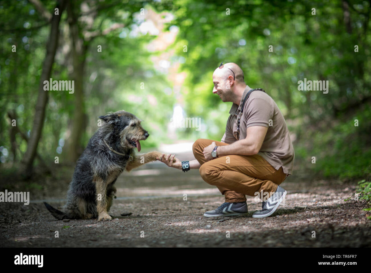 Berger de Picardie, Berger Picard (Canis lupus f. familiaris), cane zampa dando ad un uomo su un sentiero di bosco, Germania Foto Stock
