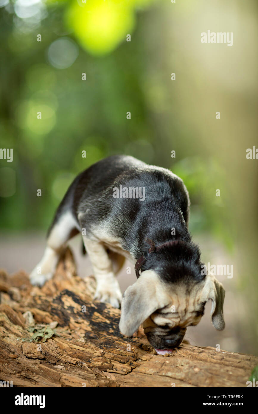 Puggle (Canis lupus f. familiaris), giovane maschio Puggle in piedi su un albero marcio stelo, Germania Foto Stock