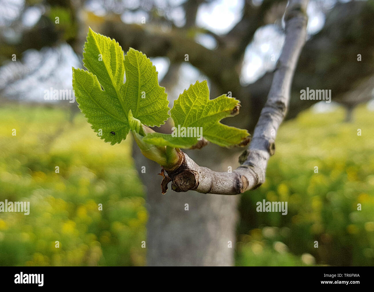 La figura commestibili, comune fig, Figtree (Ficus carica), tiro foglie, Isole Baleari Spagna, Maiorca Foto Stock