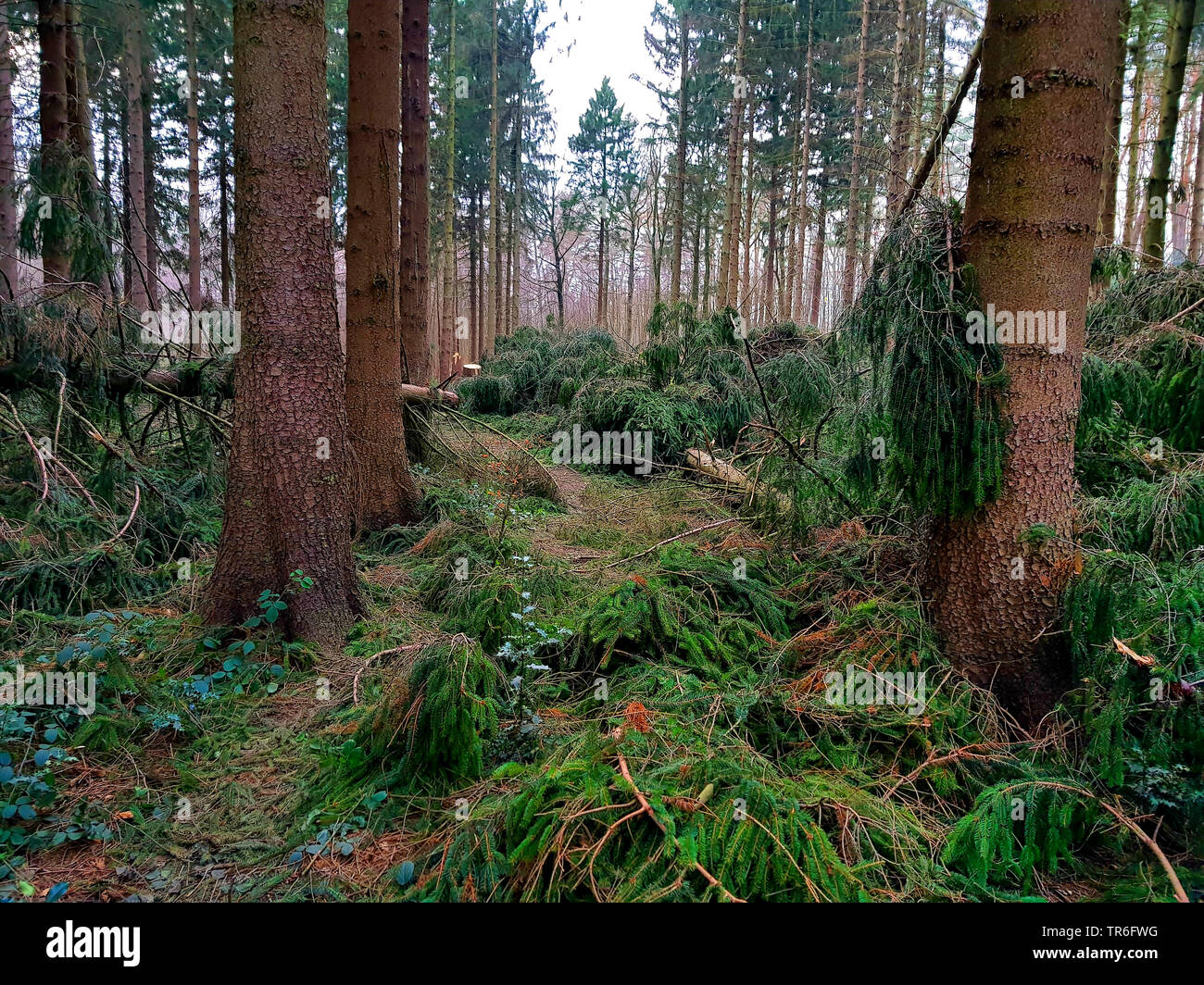 Abete (Picea abies), storm perdita in una foresta di abeti rossi, in Germania, in Renania settentrionale-Vestfalia Foto Stock