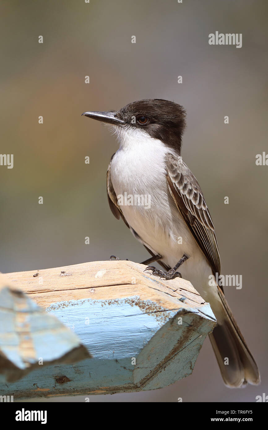 Caretta kingbird (Tyrannus caudifasciatus), seduti su una capanna, Cuba, Zapata Parco Nazionale Foto Stock