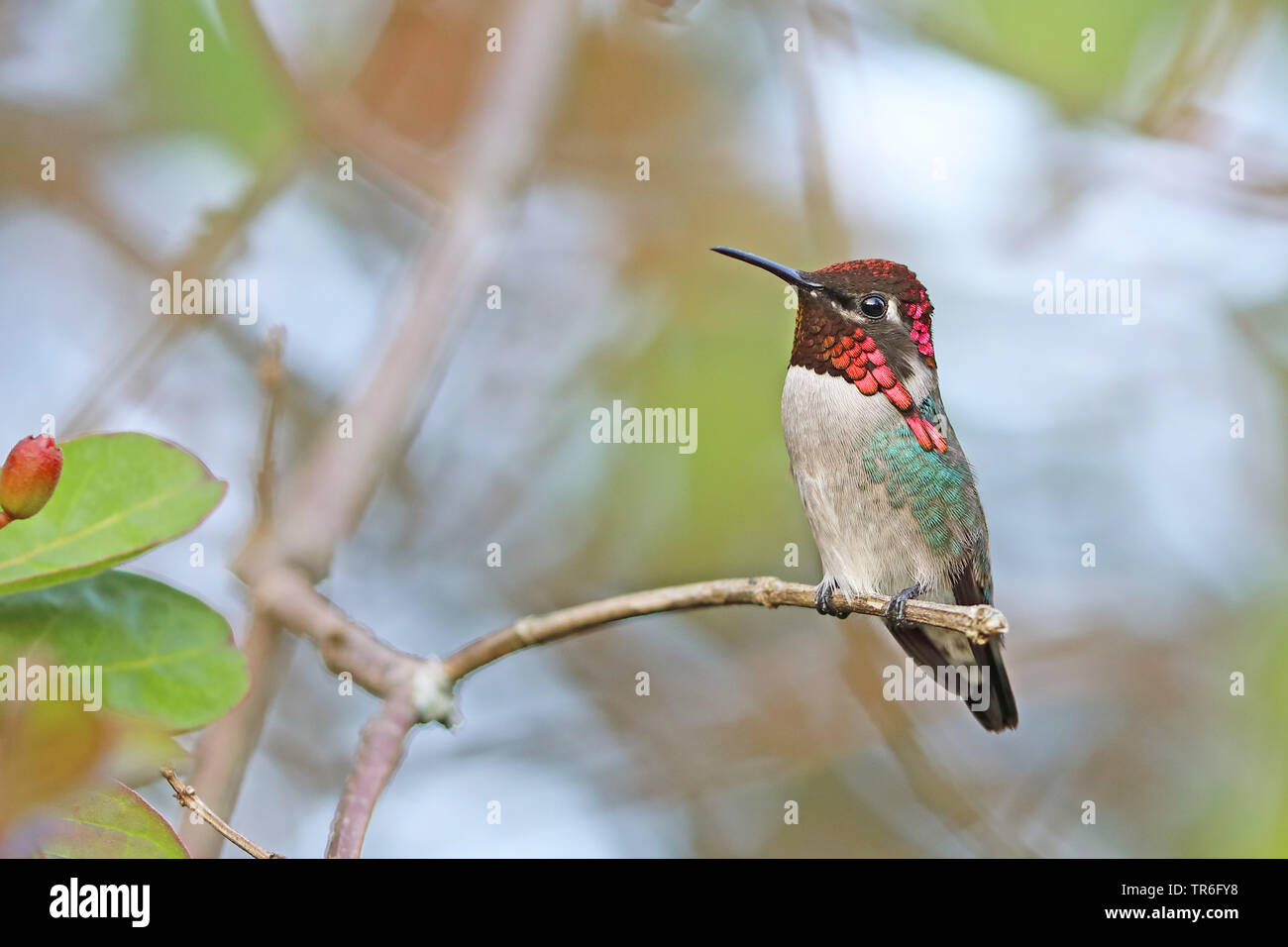 Bee hummingbird (Mellisuga helenae, Calypte helenae), maschio su un ramo, Cuba, Zapata Parco Nazionale Foto Stock