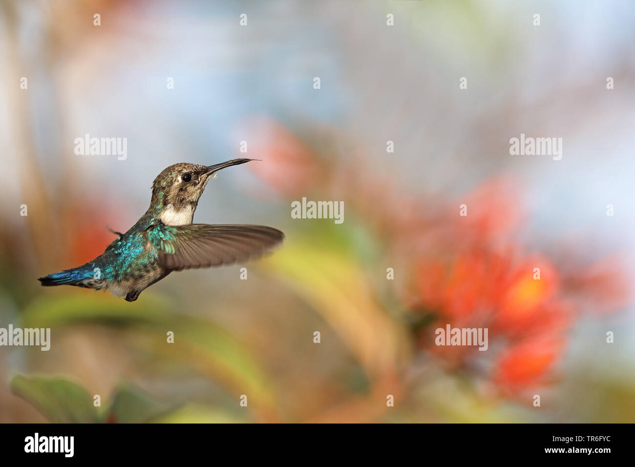 Bee hummingbird (Mellisuga helenae, Calypte helenae), femmina in bilico, Cuba, Zapata Parco Nazionale Foto Stock