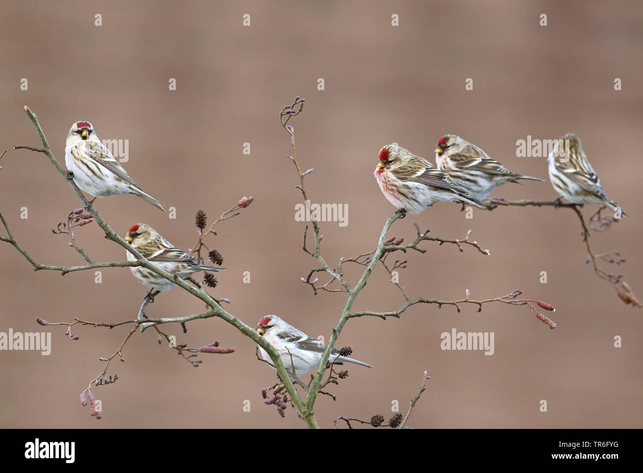 Redpoll, redpoll comune (Carduelis flammea, Acanthis flammea), gruppo su un ontano, Paesi Bassi, Gelderland Foto Stock