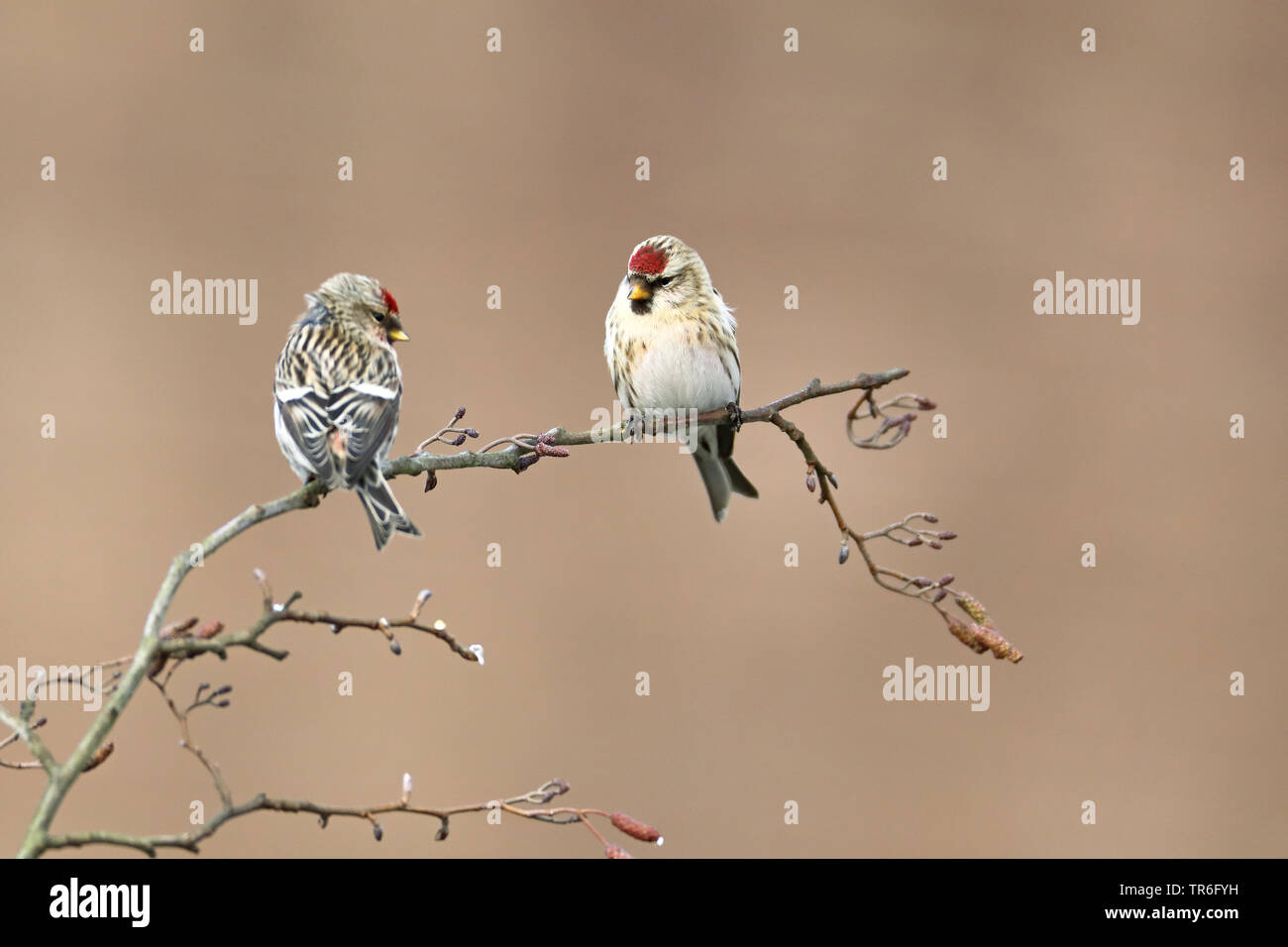Redpoll, redpoll comune (Carduelis flammea, Acanthis flammea), su un ontano, Paesi Bassi, Gelderland Foto Stock