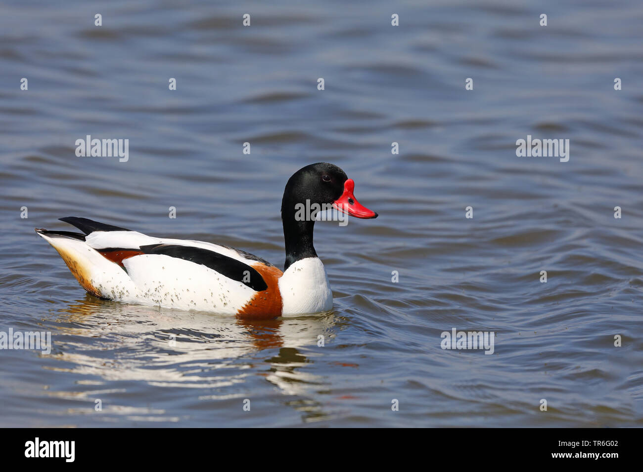 Shelduck comune (Tadorna tadorna), nuoto maschio, Paesi Bassi, Frisia Foto Stock