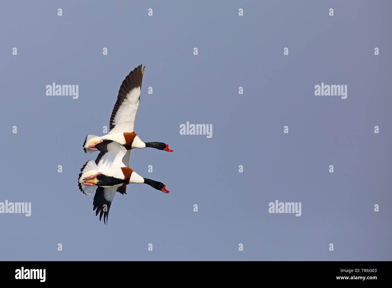 Shelduck comune (Tadorna tadorna), due maschi volanti, Paesi Bassi, Frisia Foto Stock