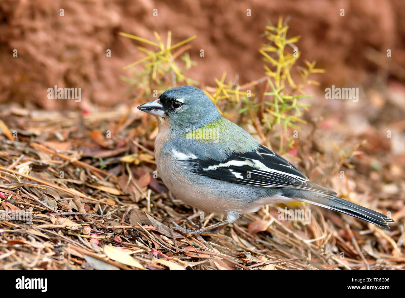La Palma (fringuello Fringilla coelebs spodiogenys, Fringilla spodiogenys), maschio seduto a terra, Marocco, Hoher Atlas Foto Stock