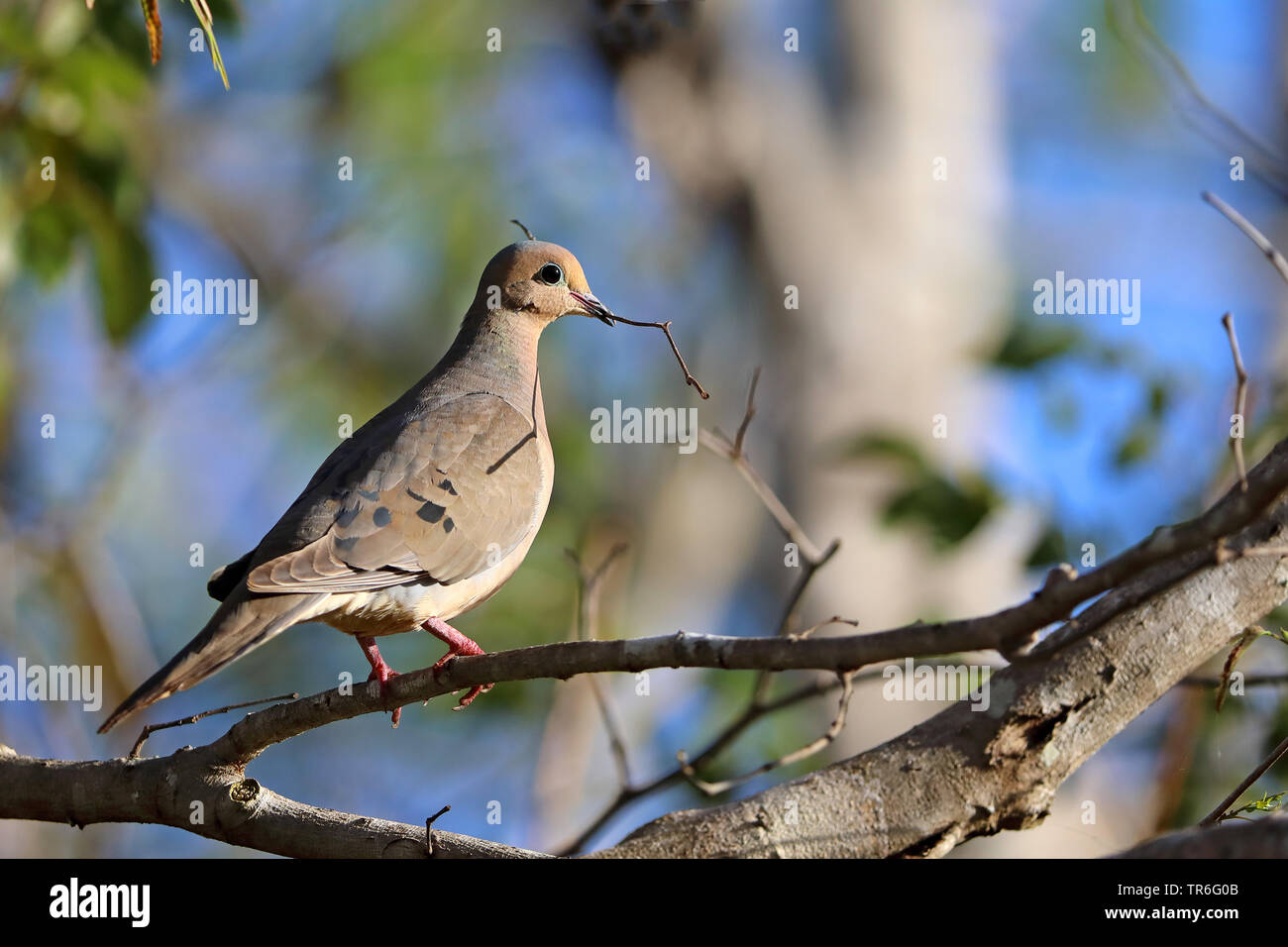 Lutto colomba (Zenaida macroura), seduto su un albero iwth ramoscello nel becco, Zapata Parco Nazionale Foto Stock