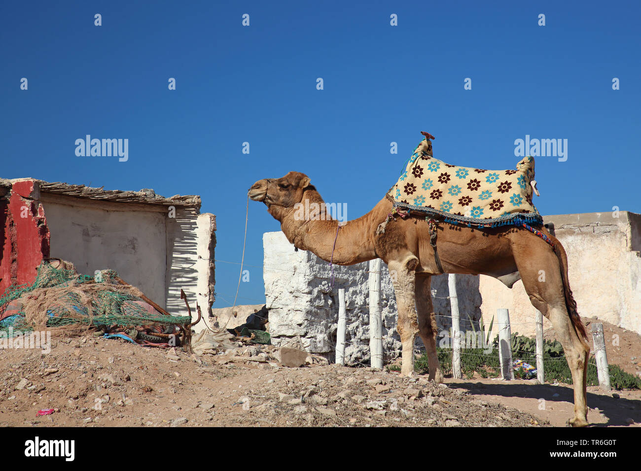 Dromedario, one-humped camel (Camelus dromedarius), legato a cavallo cammello, Marocco, Souss Massa National Park, Tifnite Foto Stock