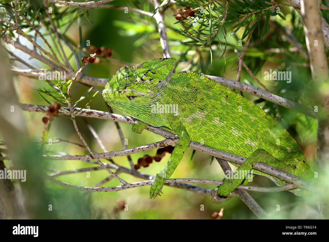 Mediterraneo camaleonte, African camaleonte, Camaleonte comune (Chamaeleo chamaeleon), seduto su un ramo, Spagna, Andalusia Foto Stock
