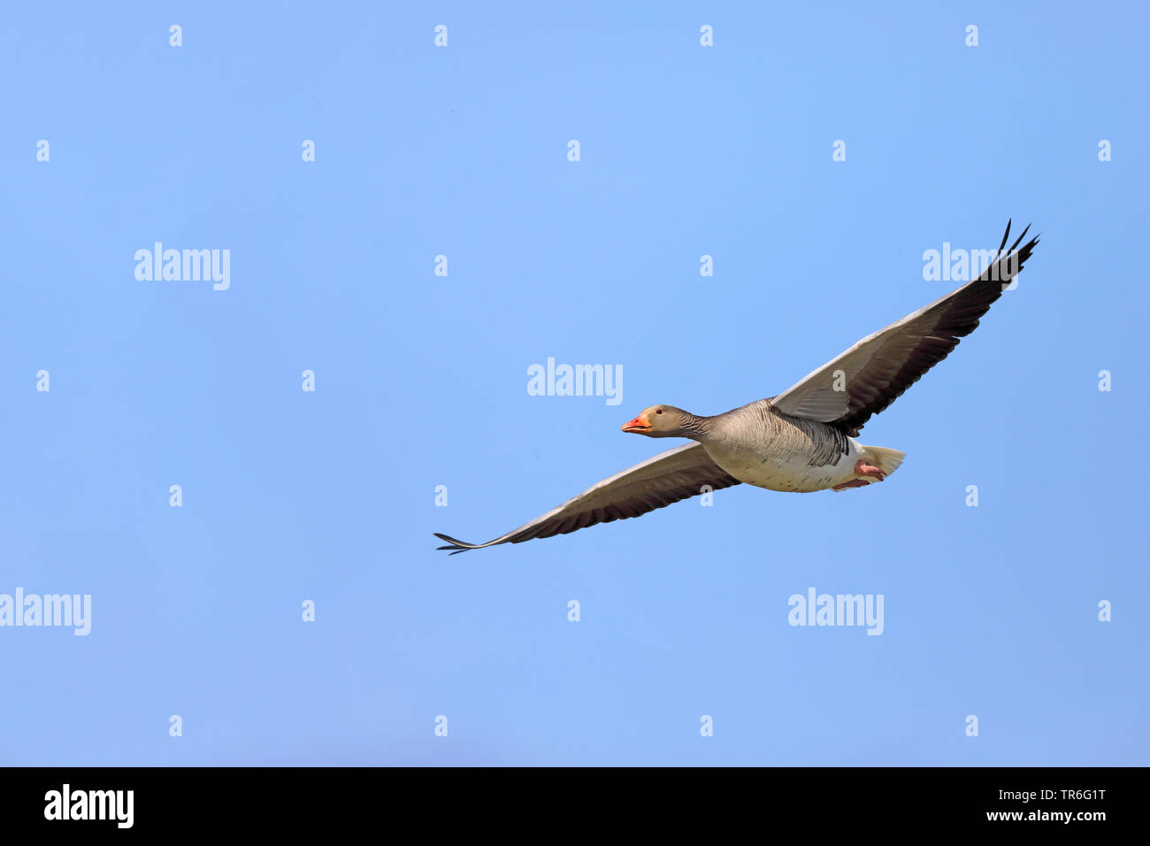 Graylag goose (Anser anser), in volo, Paesi Bassi, Frisia Foto Stock