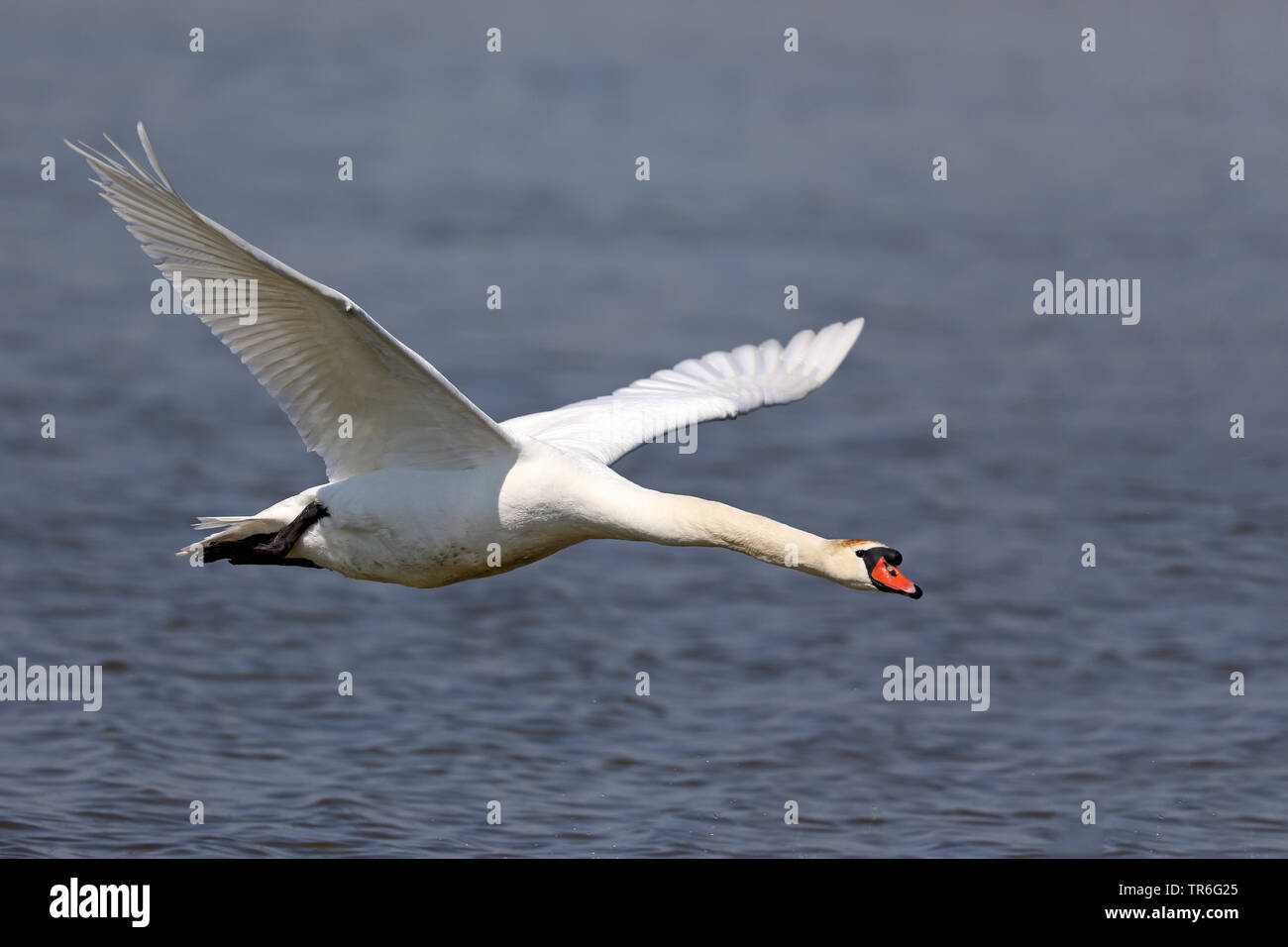 Cigno (Cygnus olor), maschio volare sull'acqua, Paesi Bassi, Frisia Foto Stock