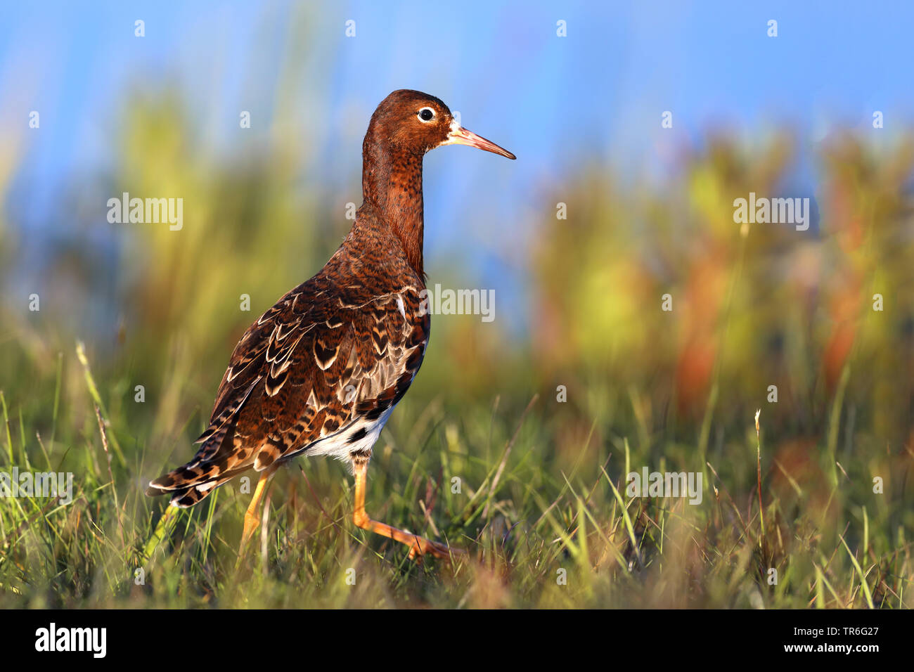 Ruff (Philomachus pugnax), maschio a piedi nella prateria, Paesi Bassi, Frisia Foto Stock