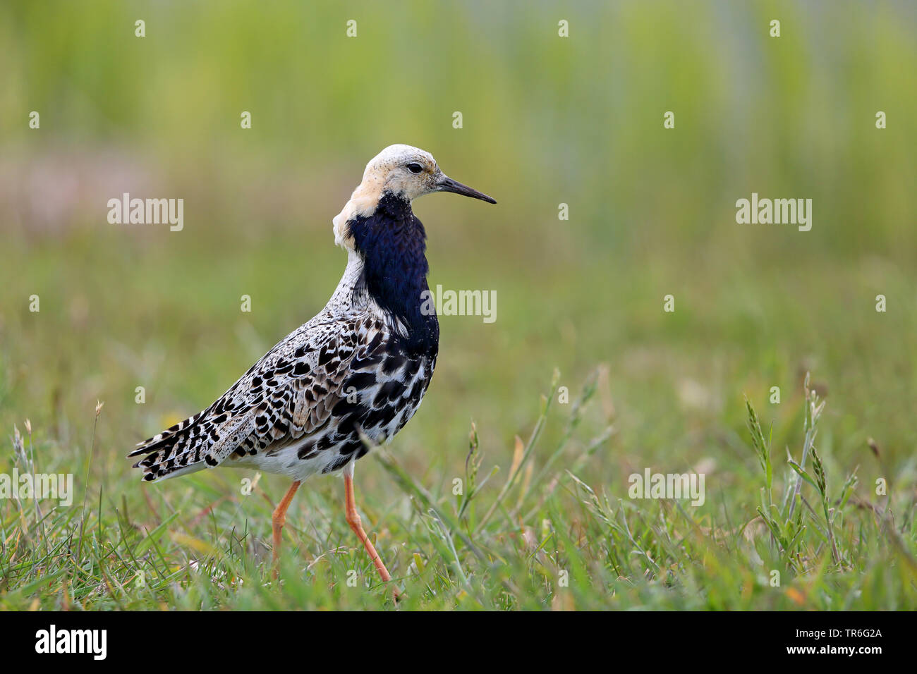 Ruff (Philomachus pugnax), maschio in un prato, Paesi Bassi, Frisia Foto Stock