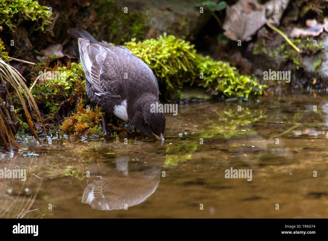 Chat-shrike (Lanioturdus torquatus, Turdus torquatus), maschio a bere in un posto di acqua nella foresta, Svizzera, Sankt Gallen Foto Stock