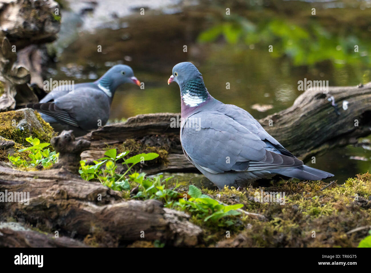 Il Colombaccio ( Columba palumbus), coppia in corrispondenza di un luogo di acqua nella foresta, Svizzera, Sankt Gallen Foto Stock